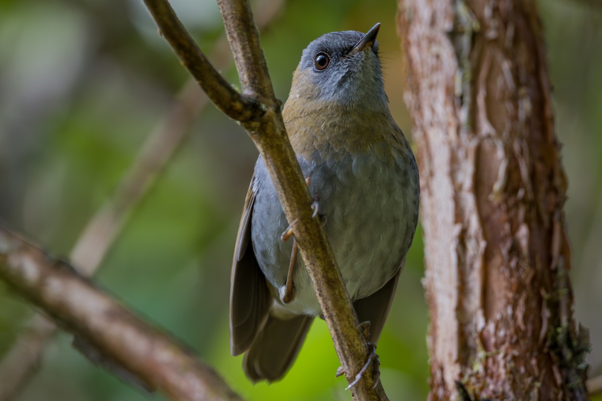Black-billed Nightingale-Thrush - ML646803769