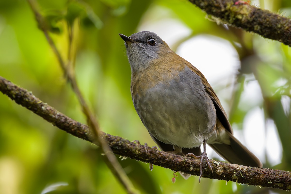 Black-billed Nightingale-Thrush - ML646803770