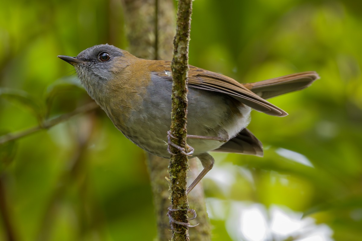 Black-billed Nightingale-Thrush - ML646803771