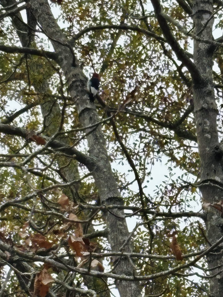 Red-headed Woodpecker - ML646803779