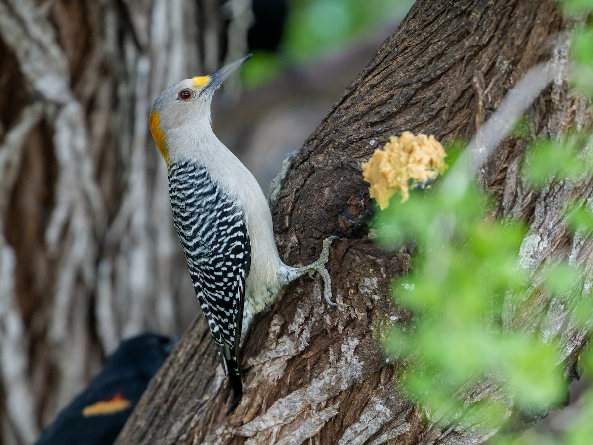 Golden-fronted Woodpecker - ML646803780