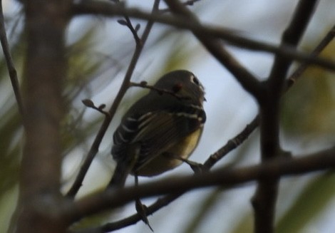 Blue-headed Vireo - ML646803781