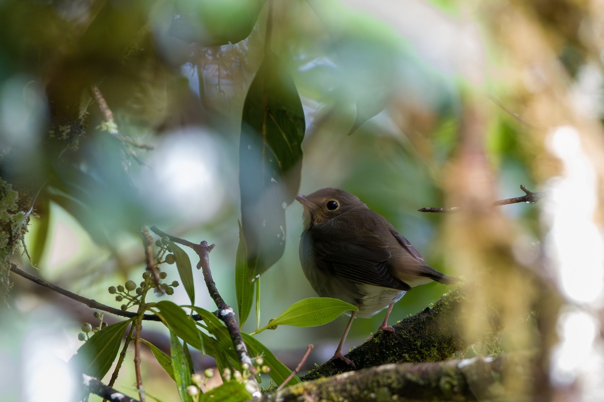 Tordo di Swainson - ML646803784