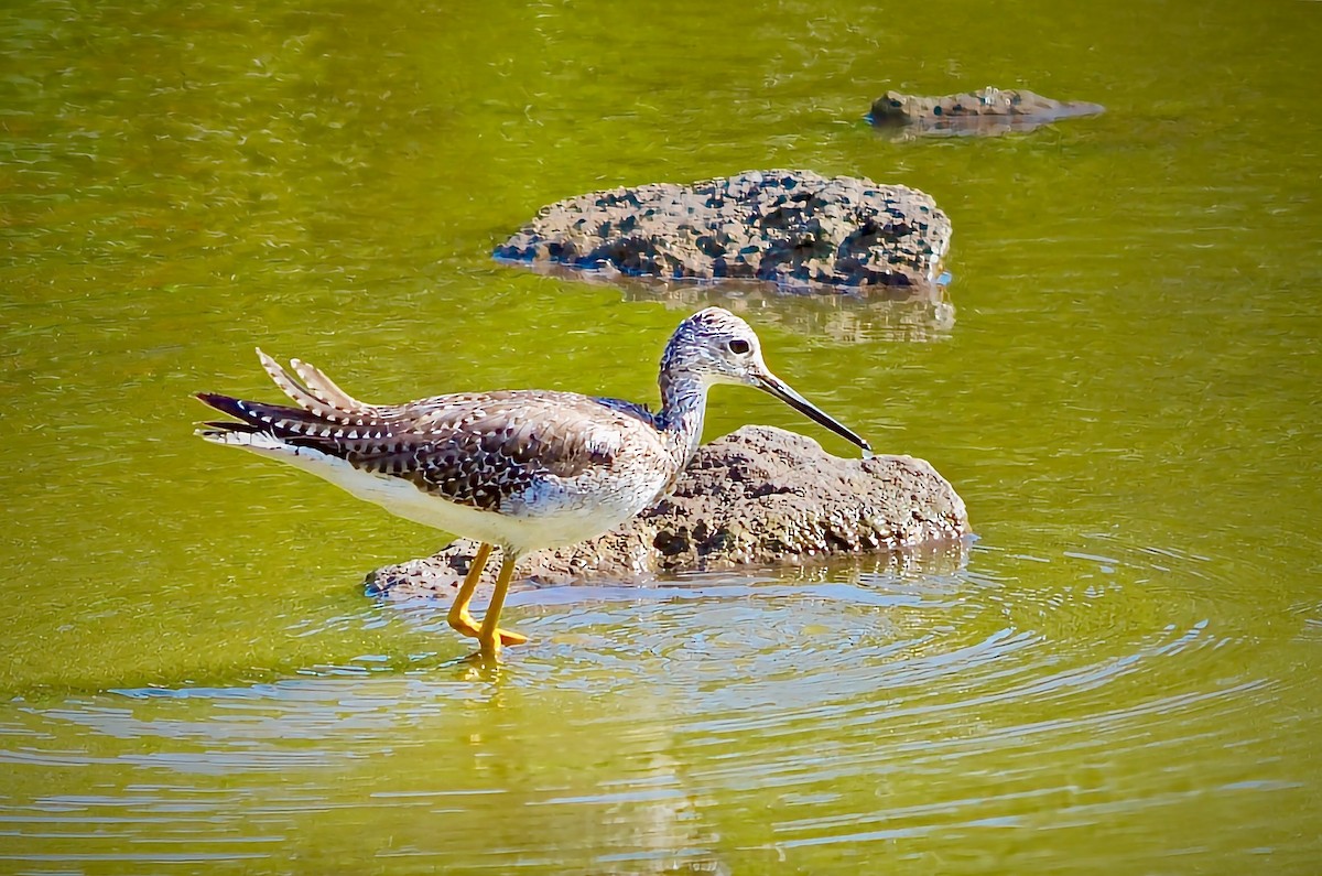Grand Chevalier - ML646803786