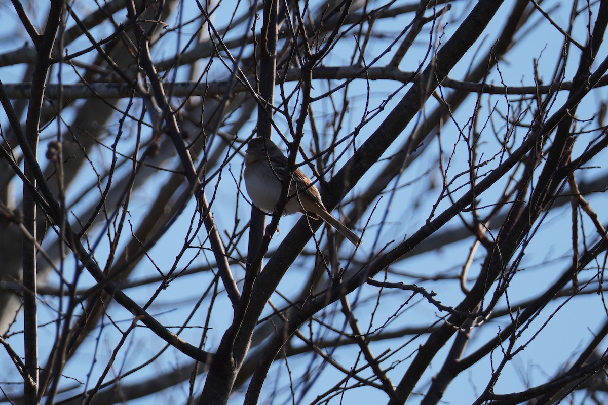 Field Sparrow - ML646803787