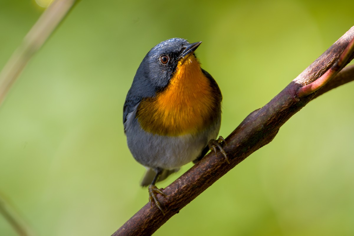 Flame-throated Warbler - ML646803788