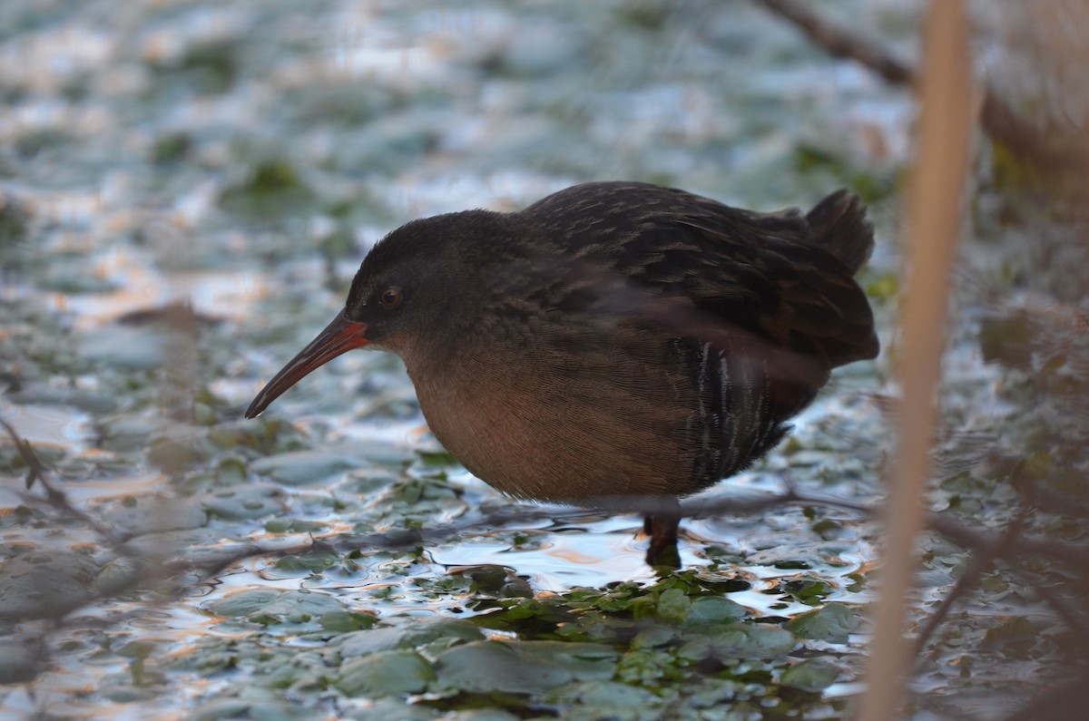 Virginia Rail - ML646803789