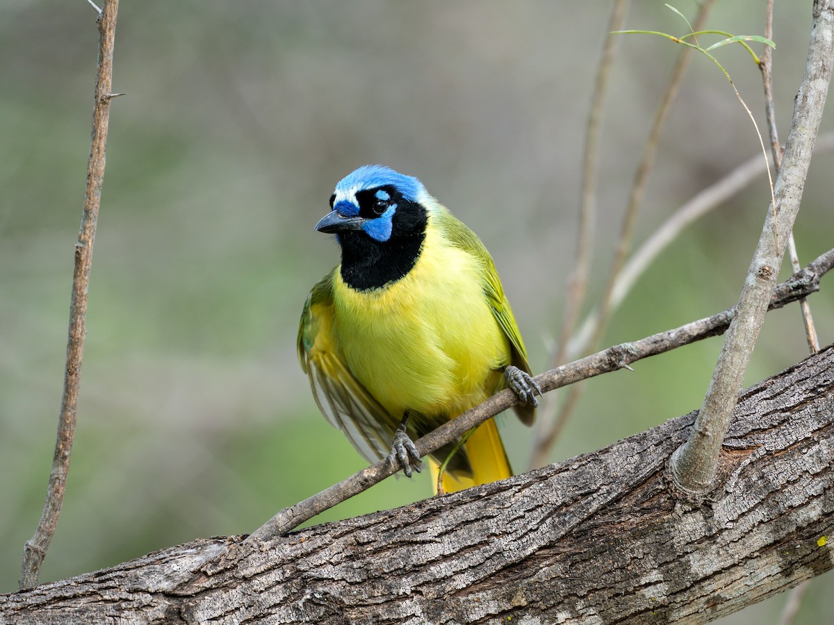 Green Jay - ML646803790