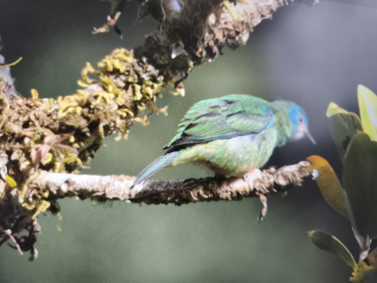 Blue Dacnis - ML646803792