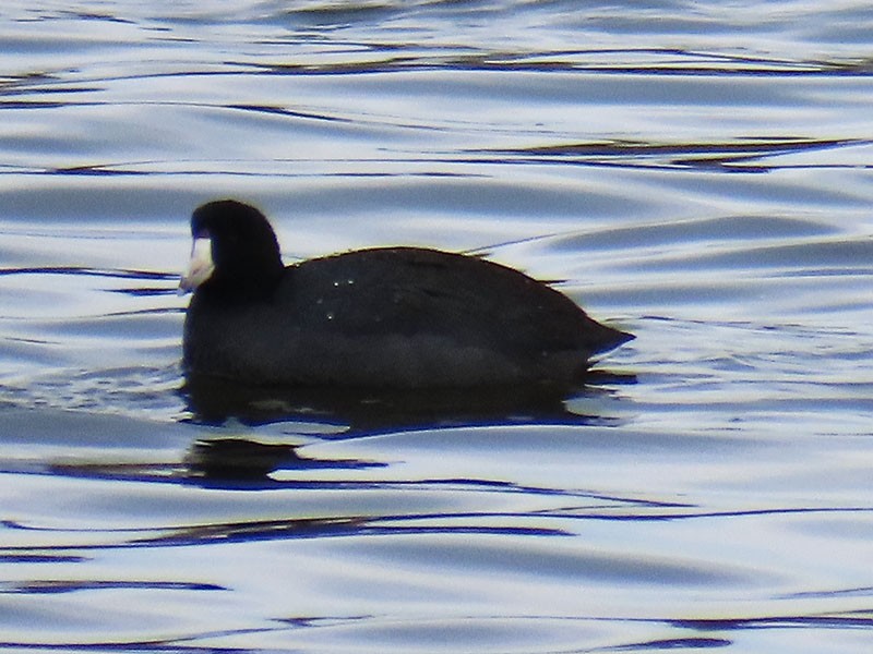 American Coot (Red-shielded) - ML646803793