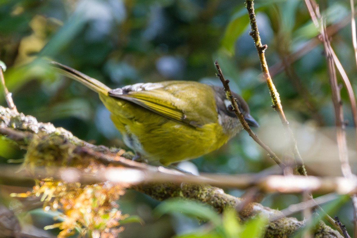 Common Chlorospingus - ML646803795