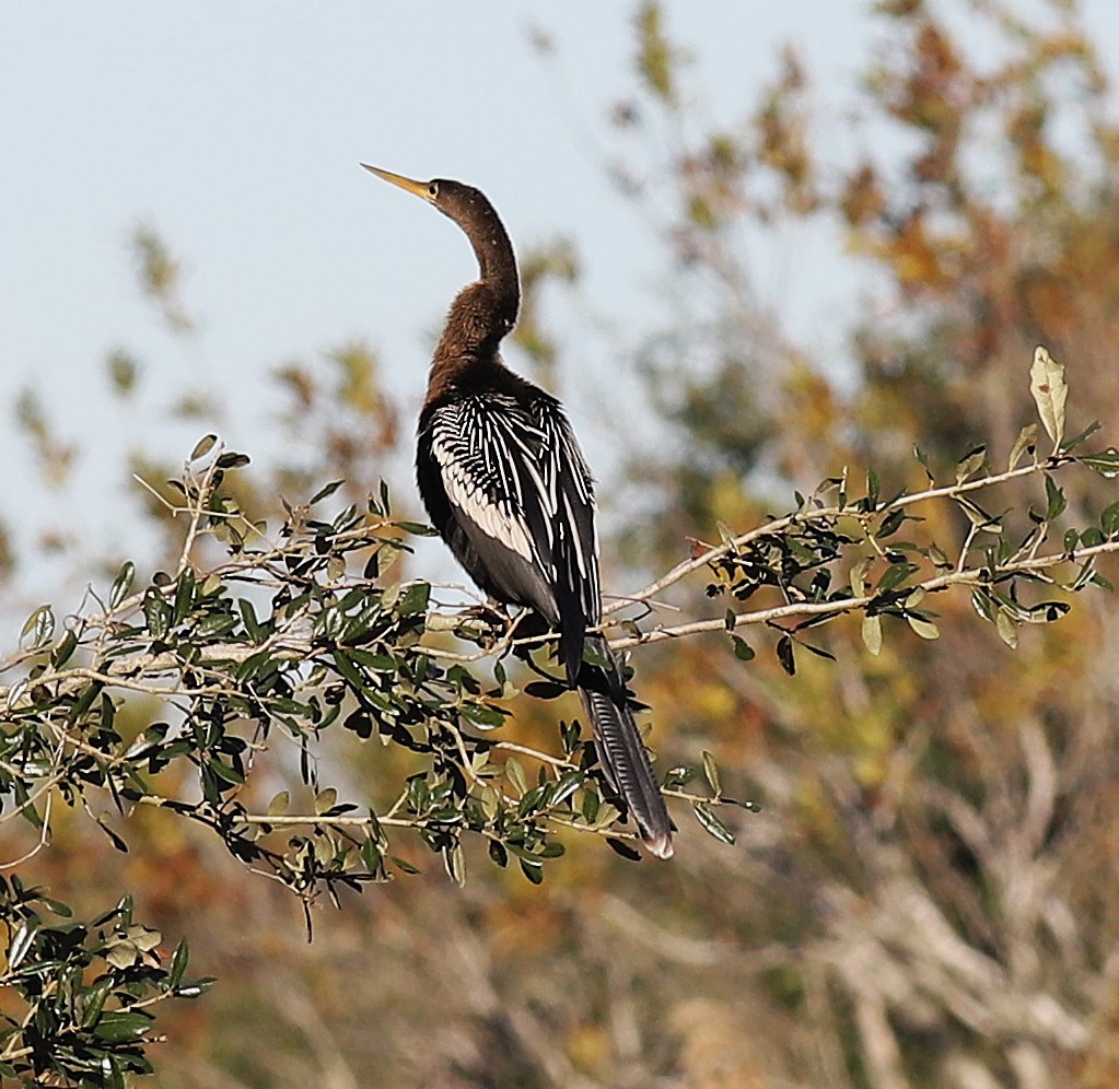 Anhinga - ML646803796