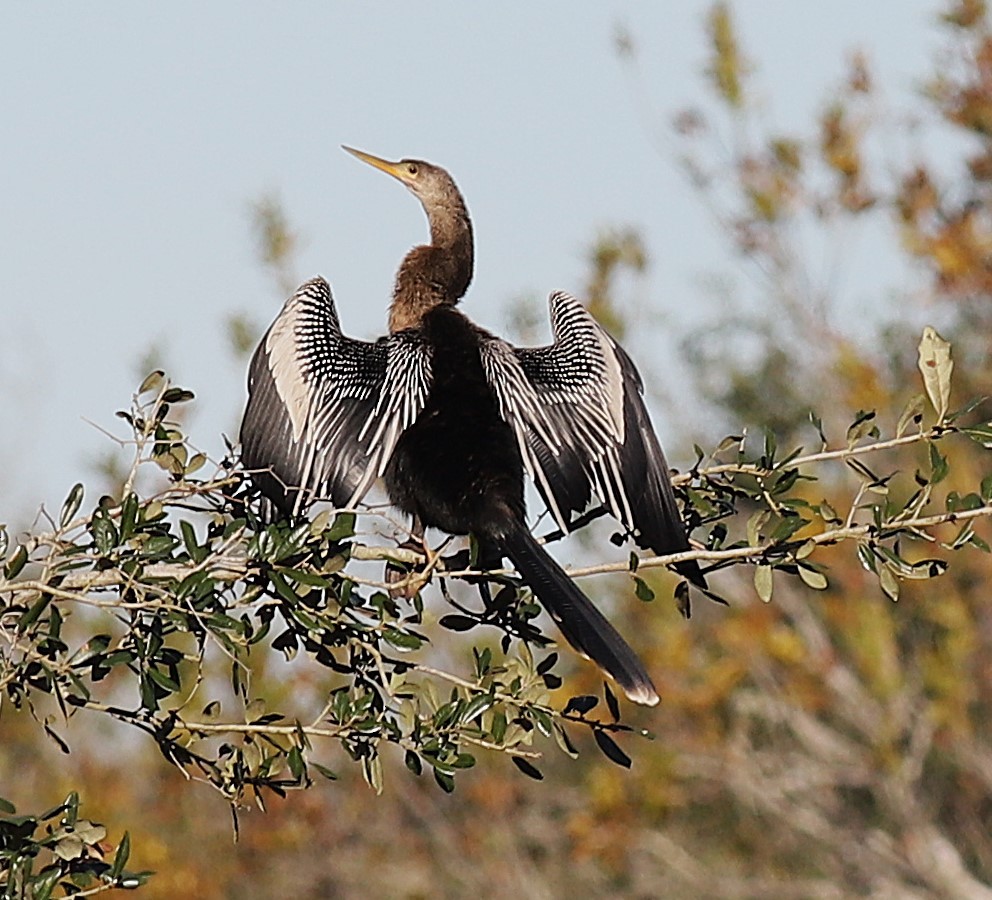 Anhinga - ML646803797