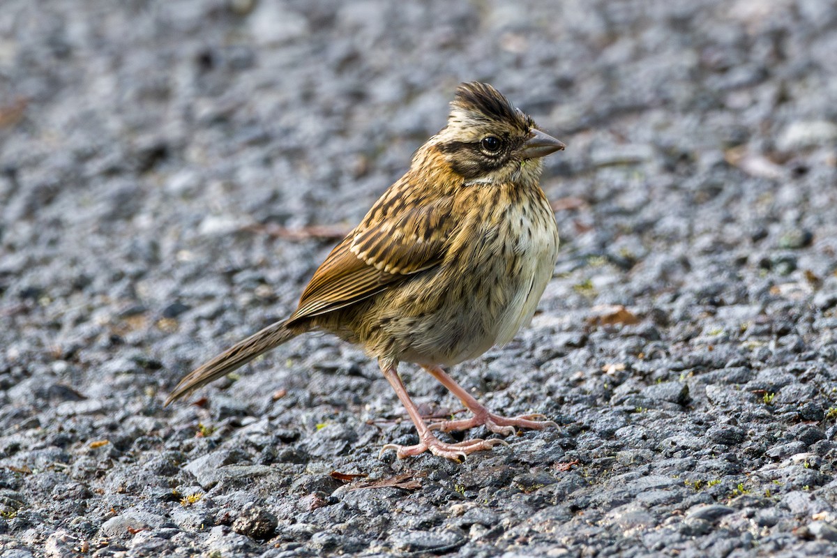 Rufous-collared Sparrow - ML646803798