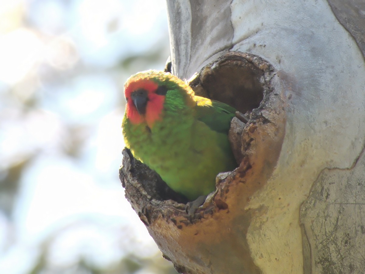 Kırmızı Yüzlü Loriket - ML646803800