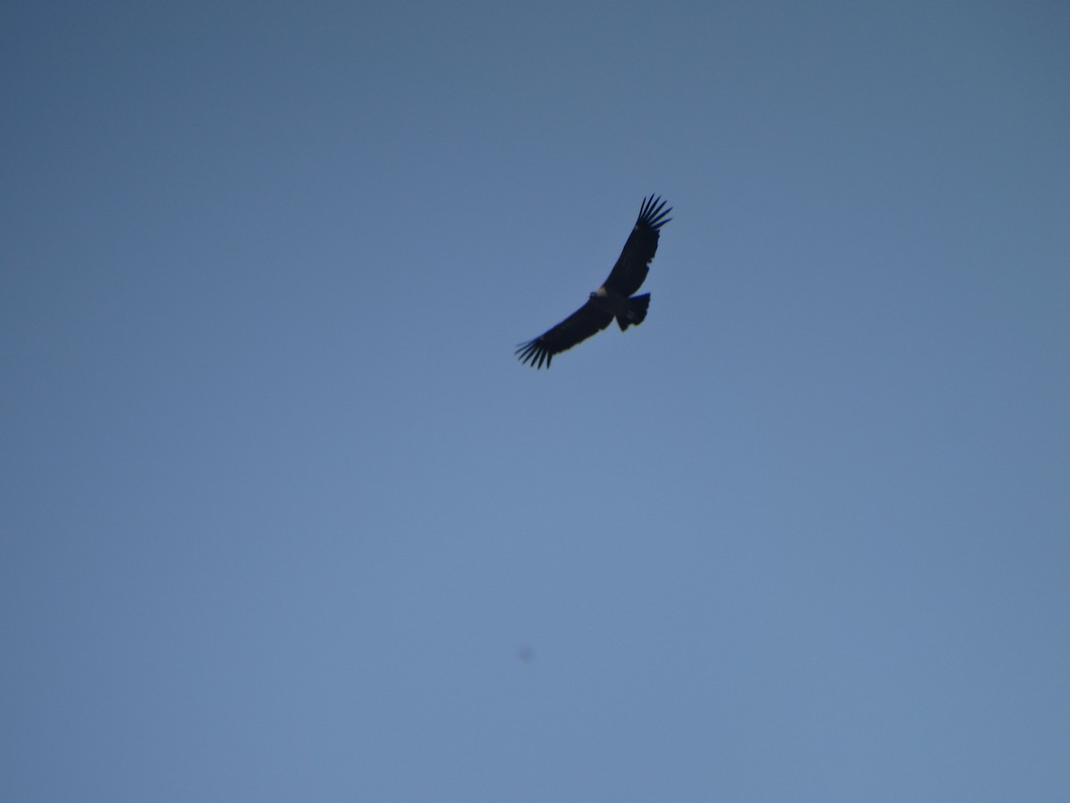 Andean Condor - ML646803804