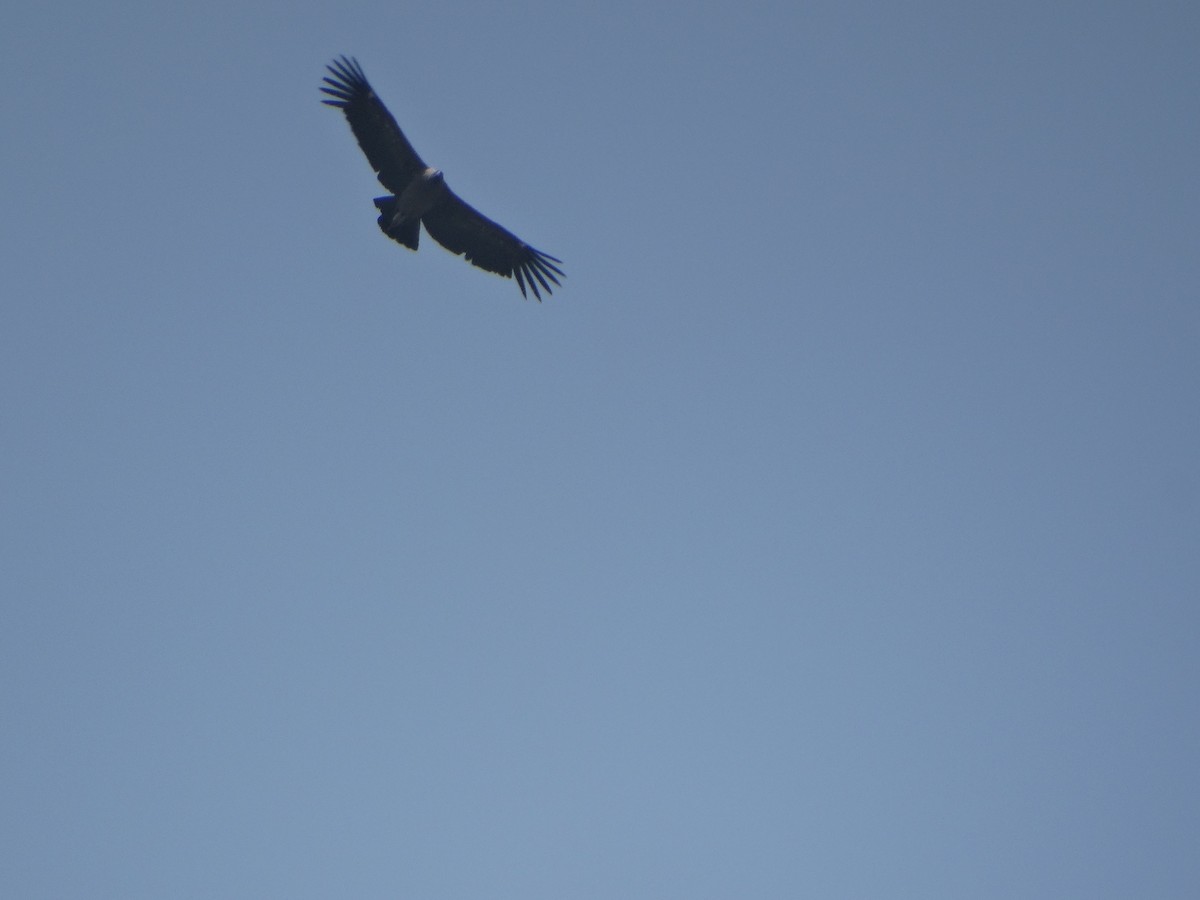 Andean Condor - ML646803805