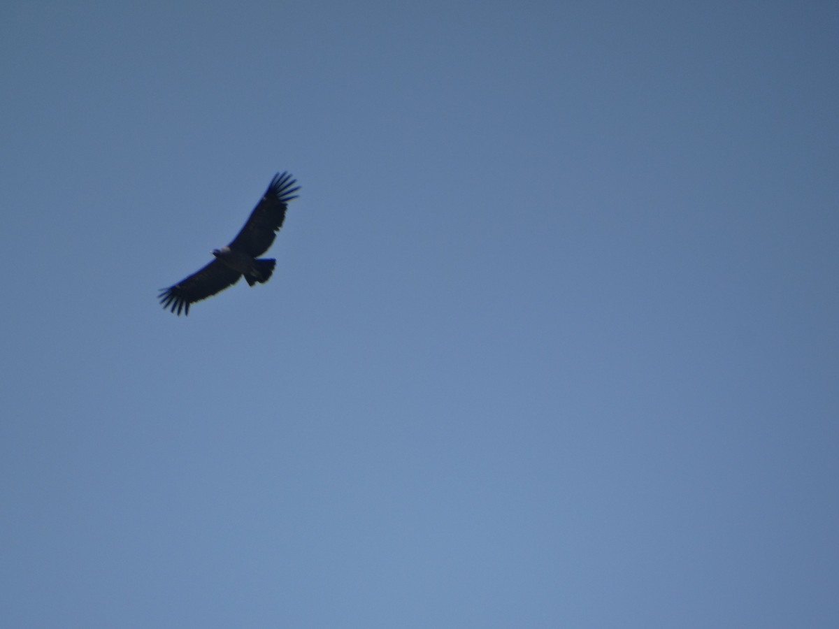 Andean Condor - ML646803806