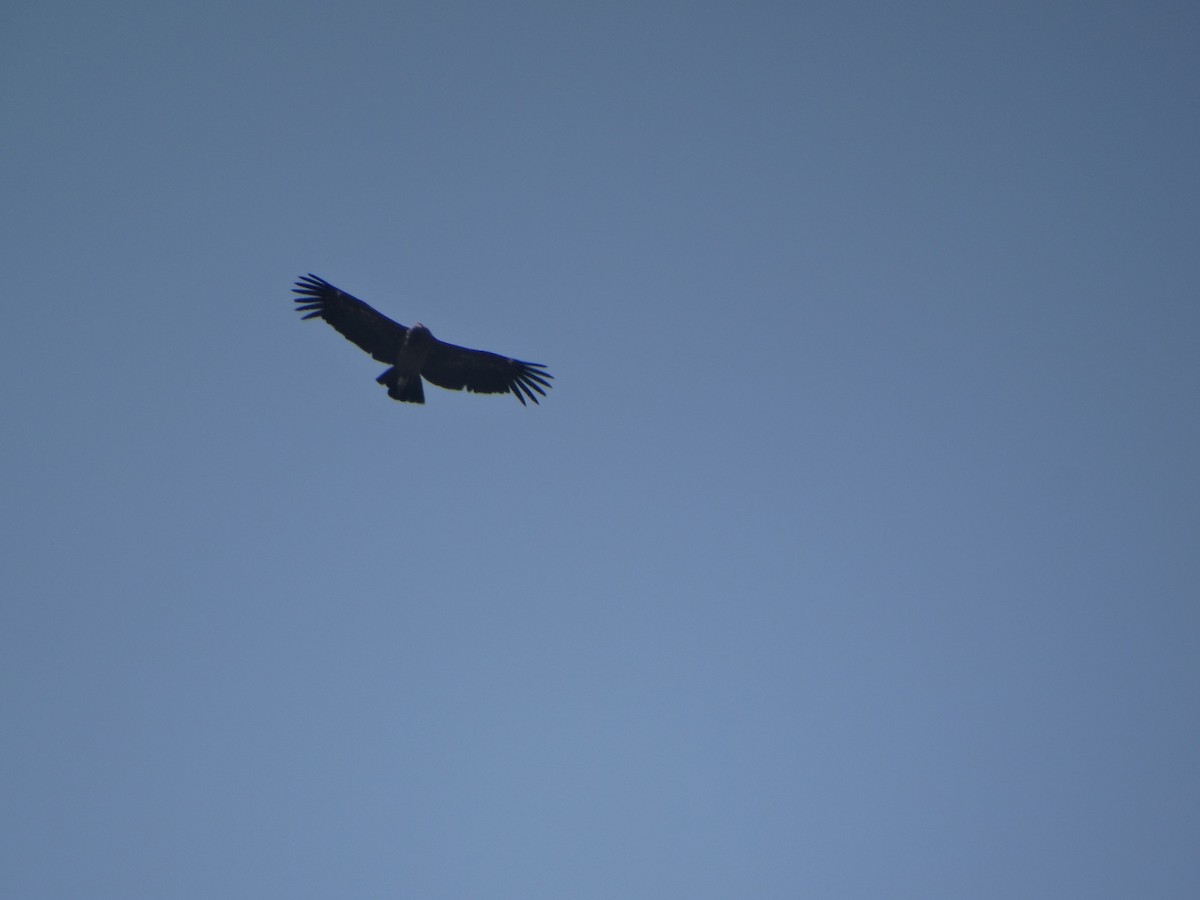 Andean Condor - ML646803807