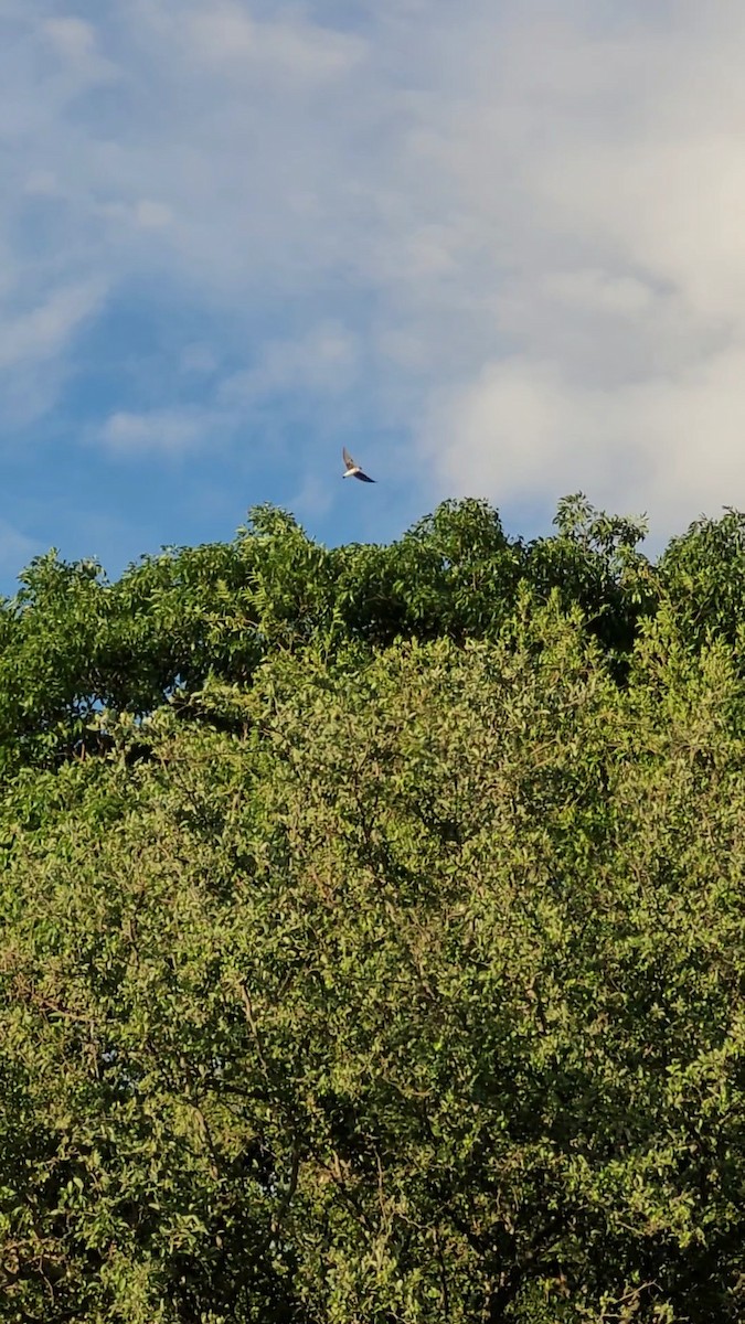 Brown-chested Martin - ML646803809