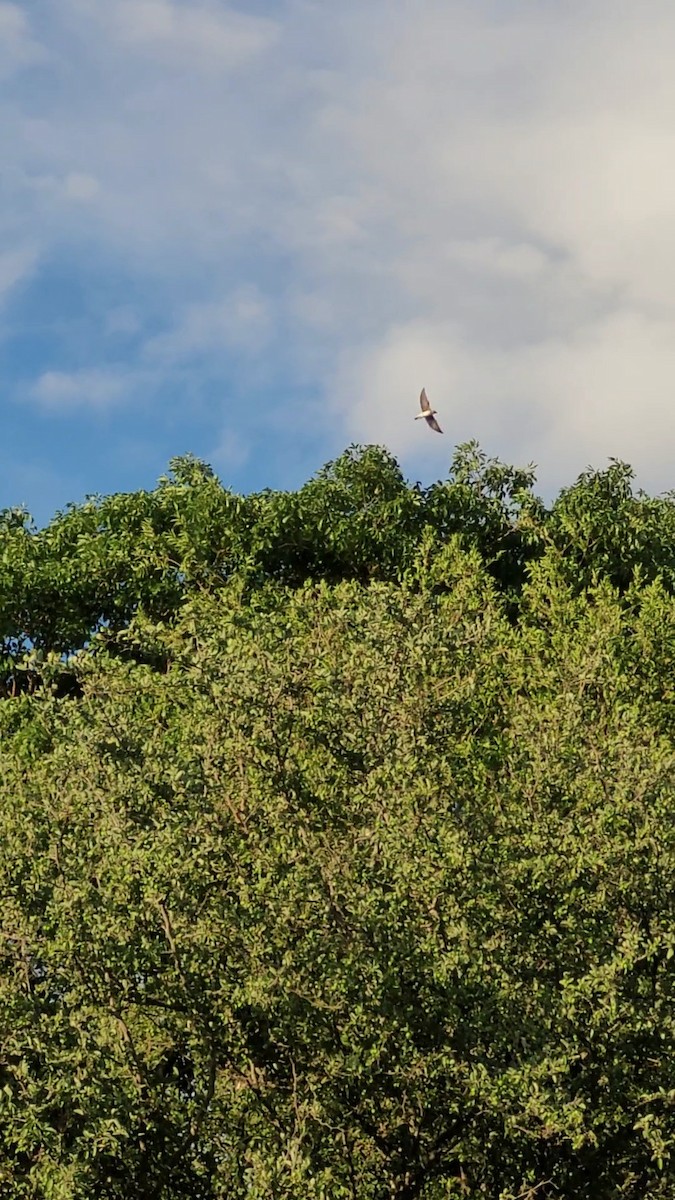 Brown-chested Martin - ML646803810