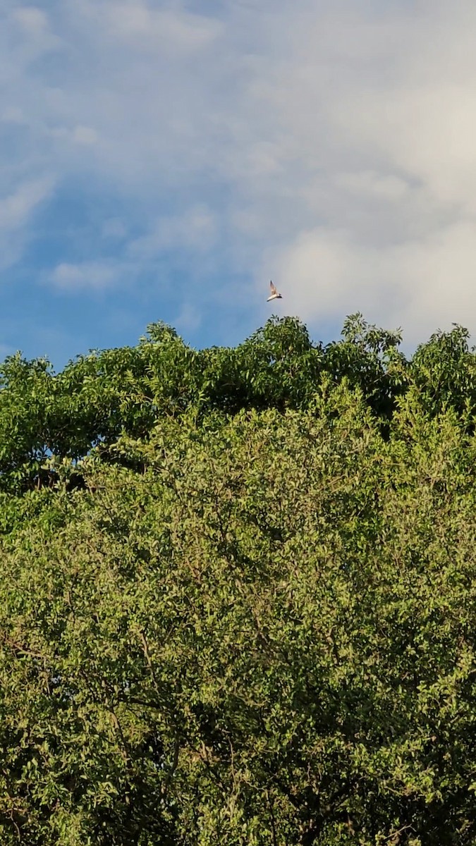 Brown-chested Martin - ML646803811