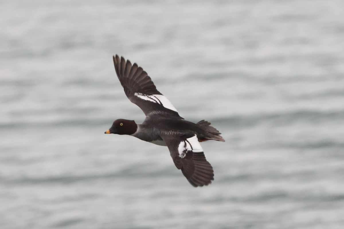 עבראש ירוק - ML646803813