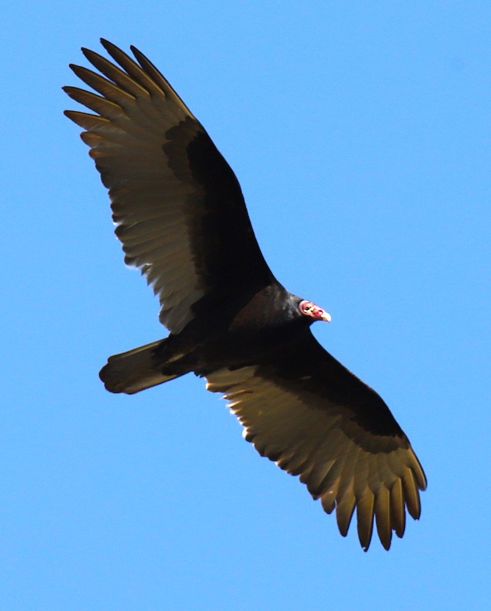 Turkey Vulture - ML646803814
