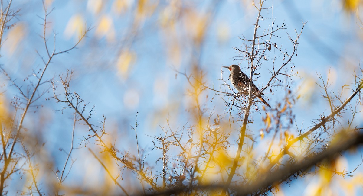 Pic flamboyant (groupe cafer) - ML646803815