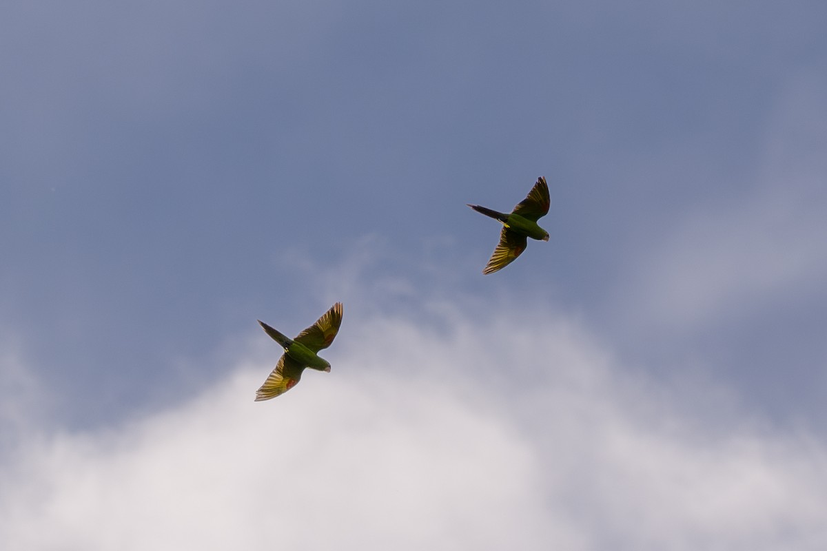 Crimson-fronted Parakeet - ML646803816