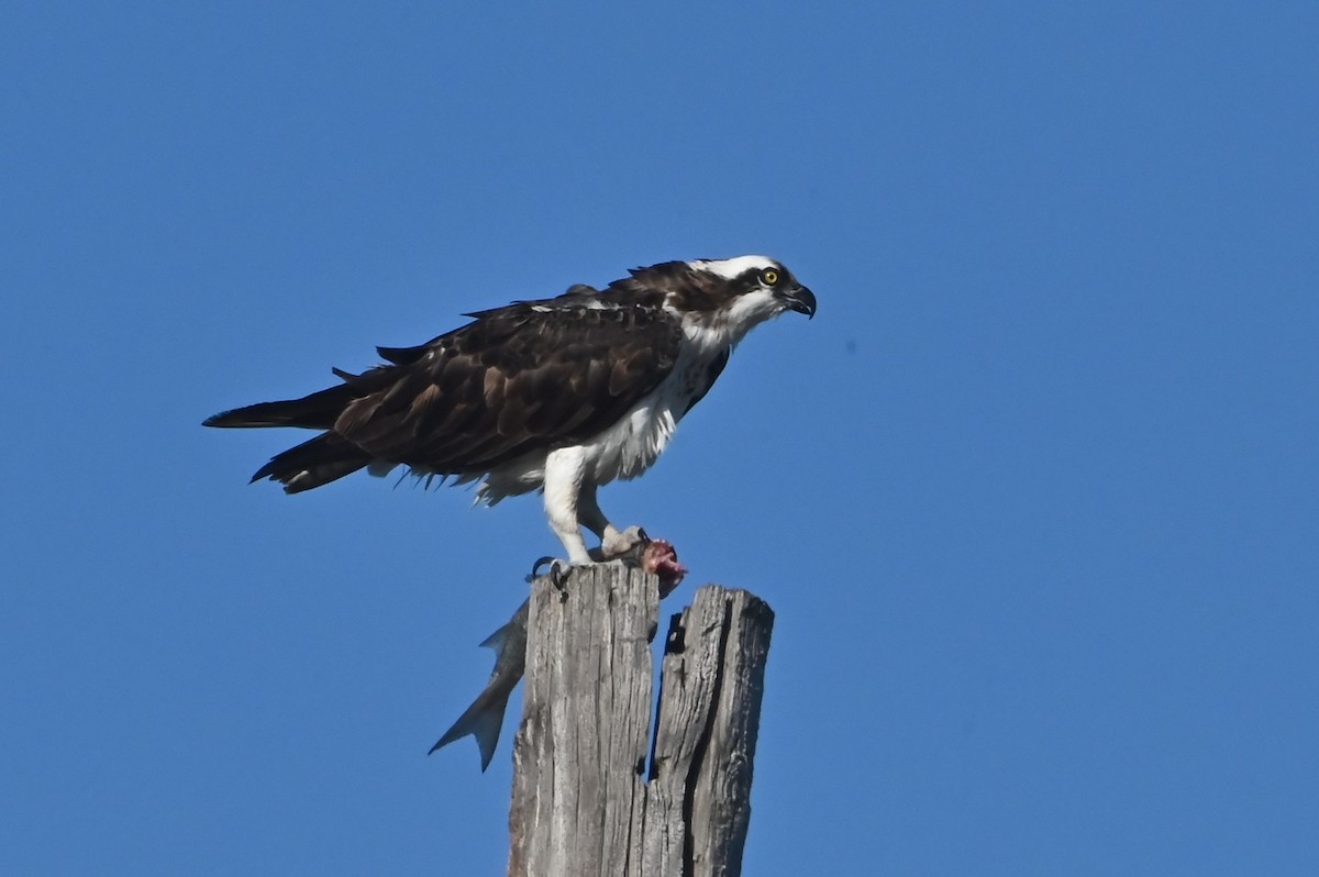 Osprey - ML646803817