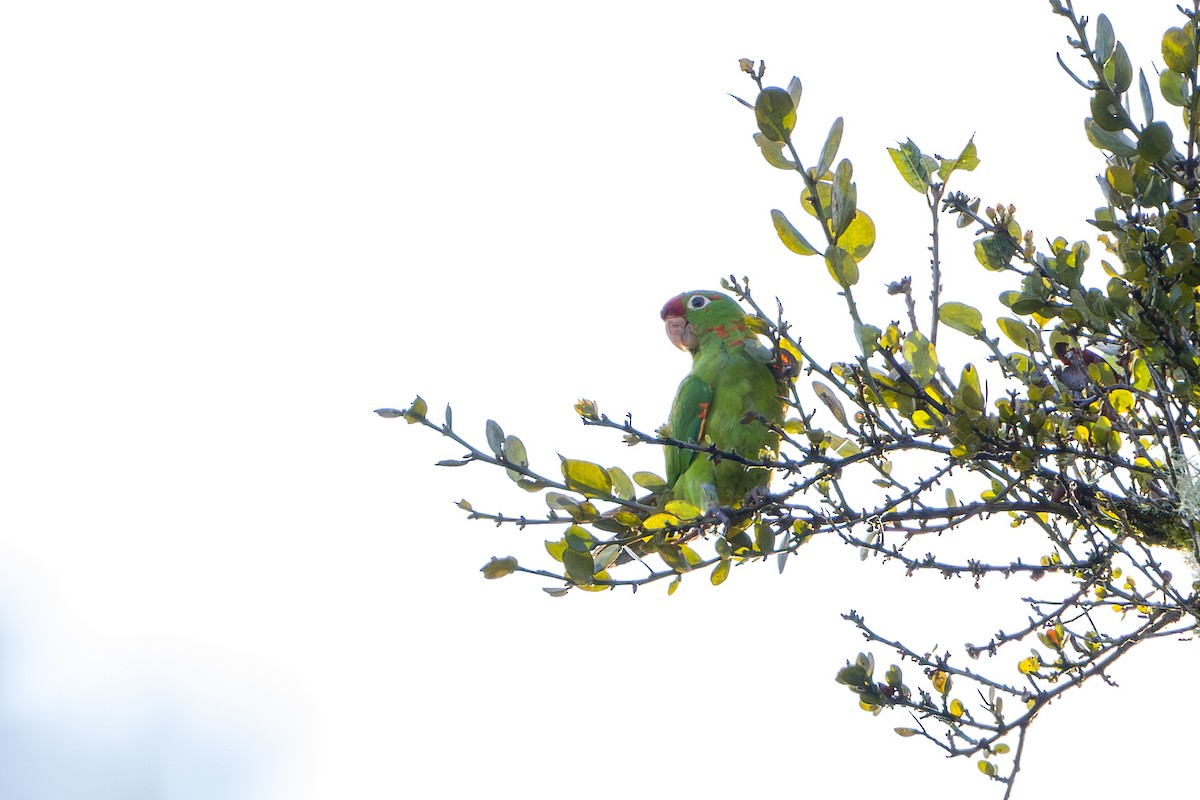 Crimson-fronted Parakeet - ML646803818