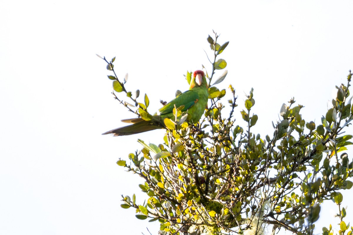 Crimson-fronted Parakeet - ML646803819