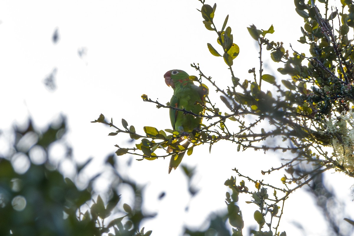 Crimson-fronted Parakeet - ML646803820