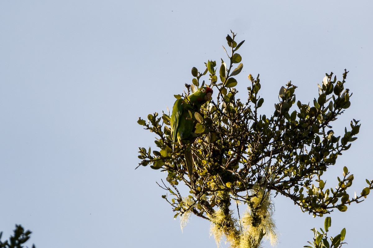 Crimson-fronted Parakeet - ML646803821
