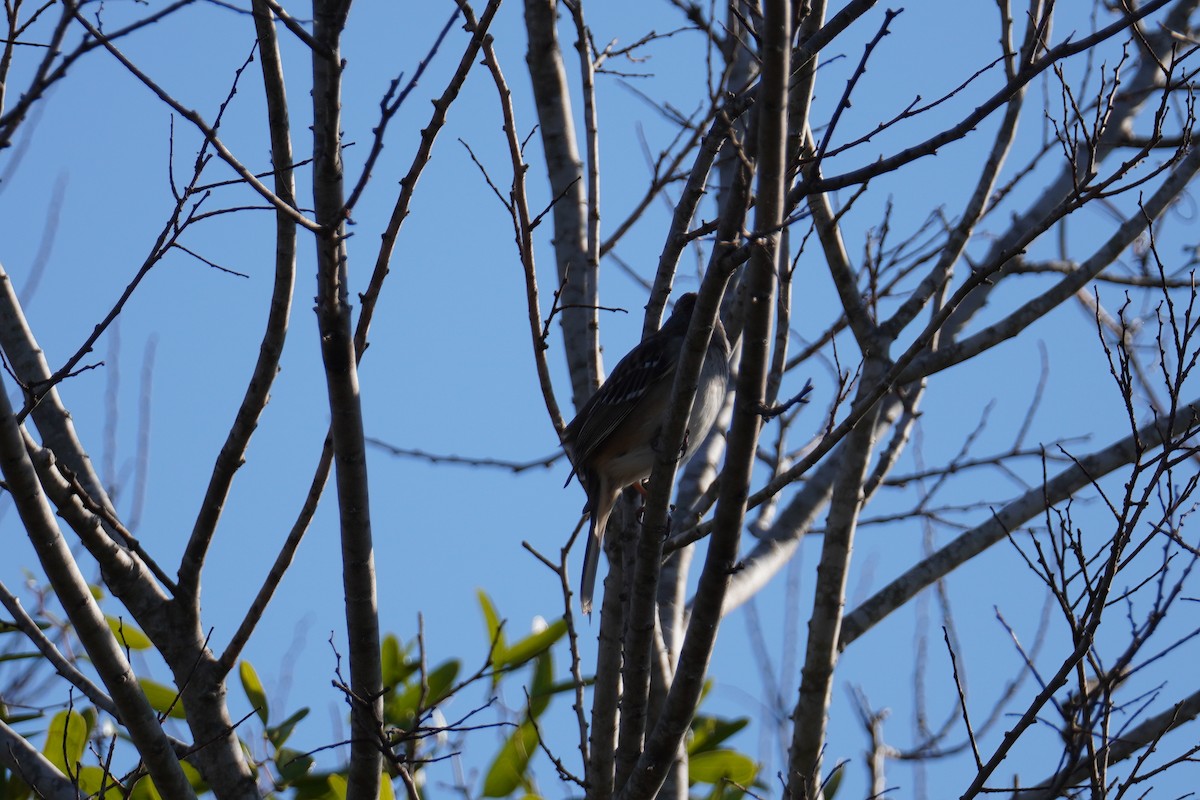 Field Sparrow - ML646803822