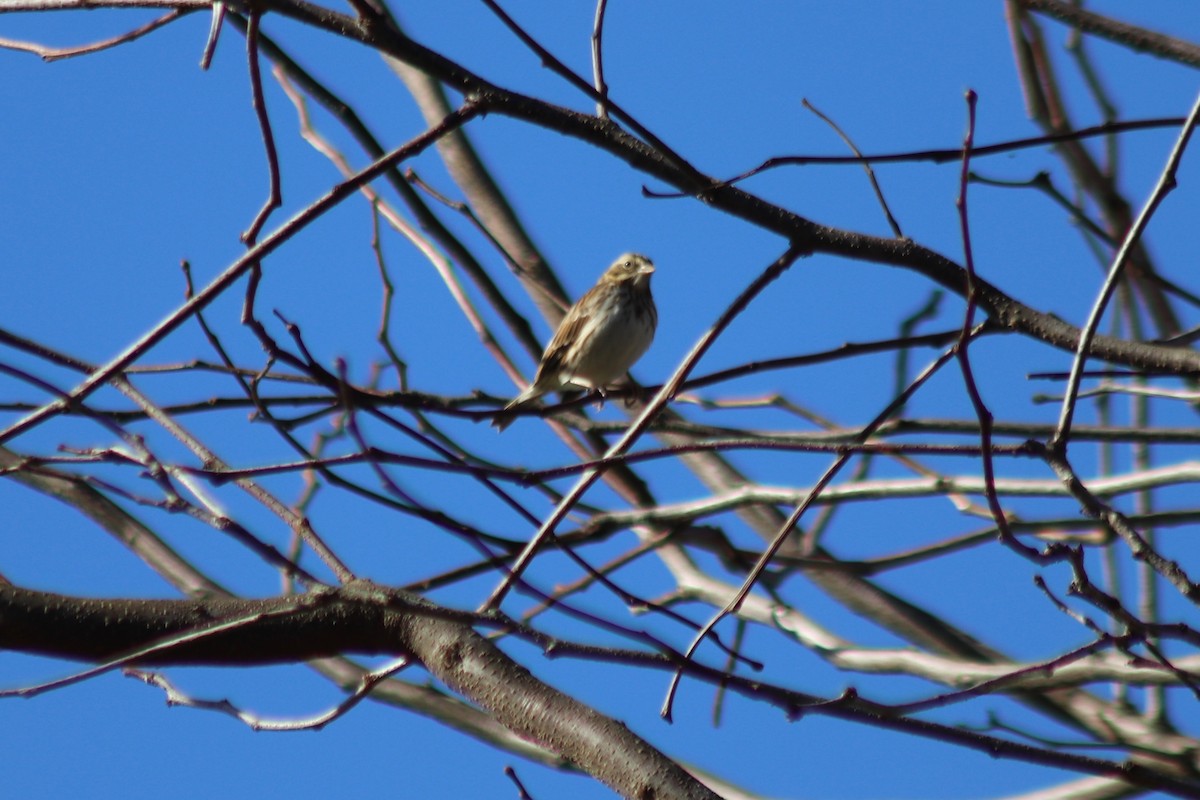 Savannah Sparrow - ML646803828