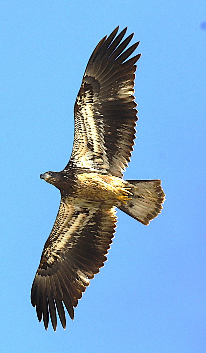 Bald Eagle - ML646803829