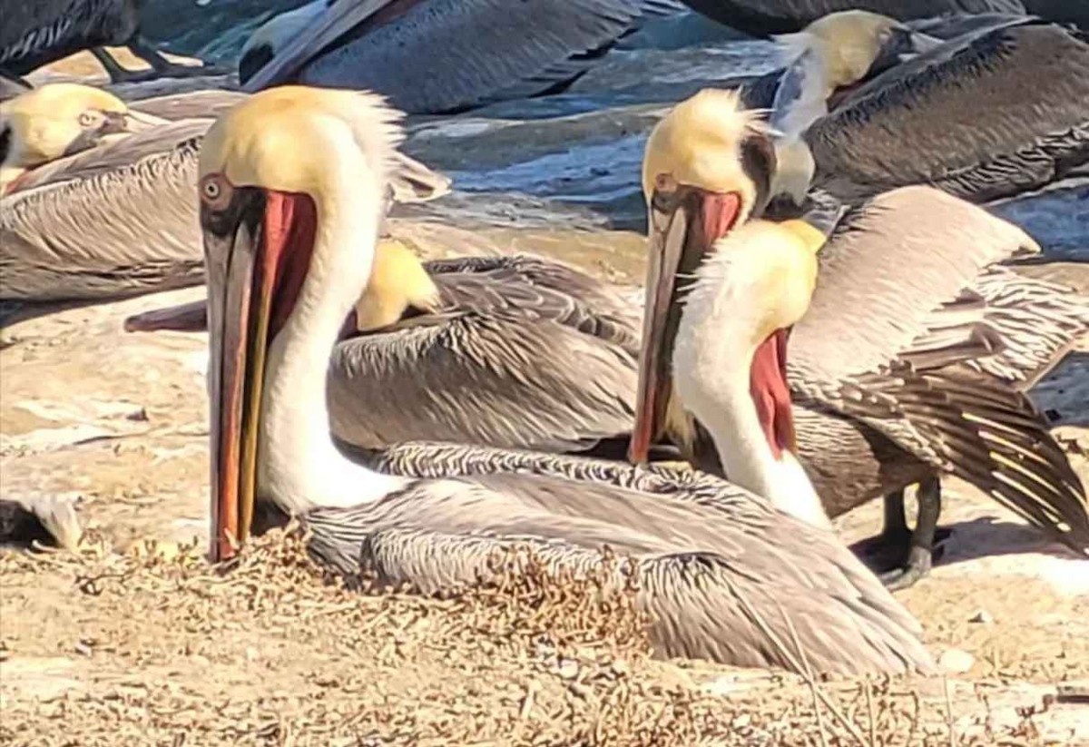 Pelícano Pardo (California) - ML646803835