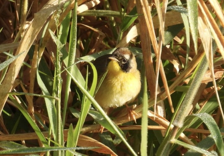 Common Yellowthroat - ML646803840