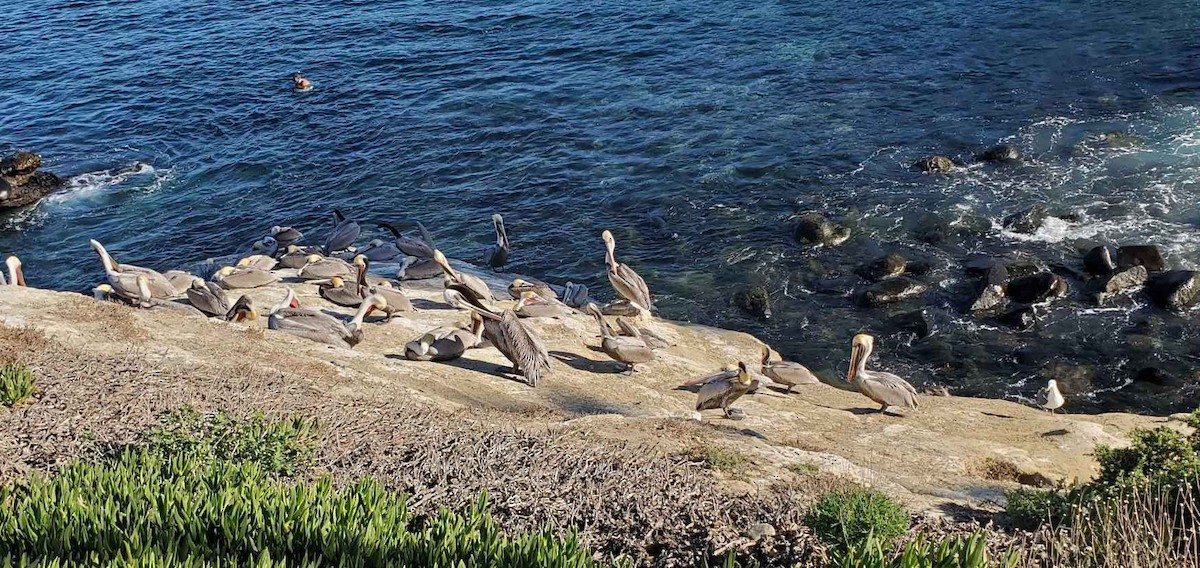 Pelícano Pardo (California) - ML646803841