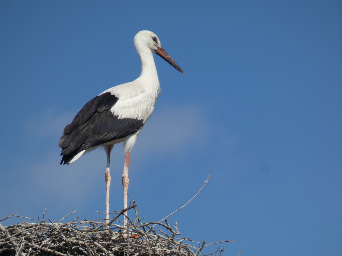 White Stork - ML646803848