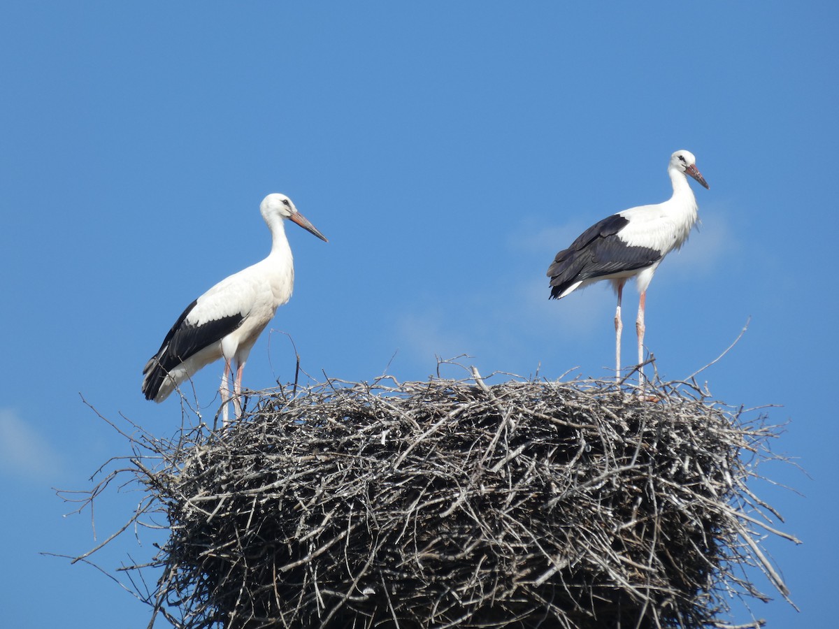 Cigogne blanche - ML646803849