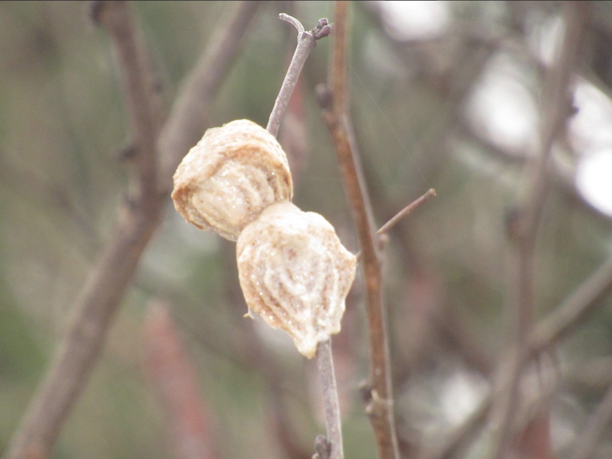 Insectos - ML646803850