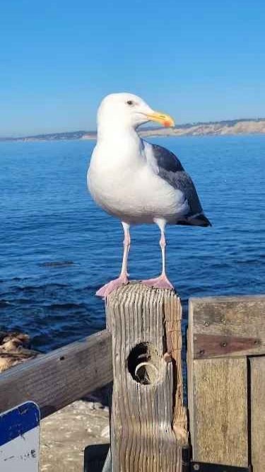 Gaviota Occidental - ML646803855