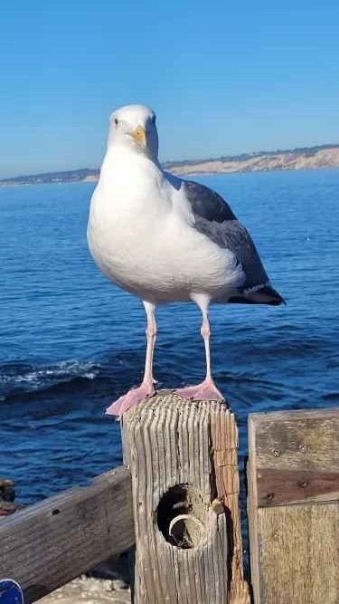 Gaviota Occidental - ML646803856