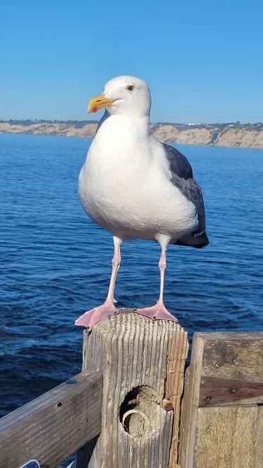 Gaviota Occidental - ML646803857