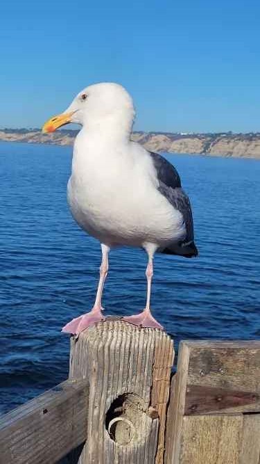 Gaviota Occidental - ML646803858