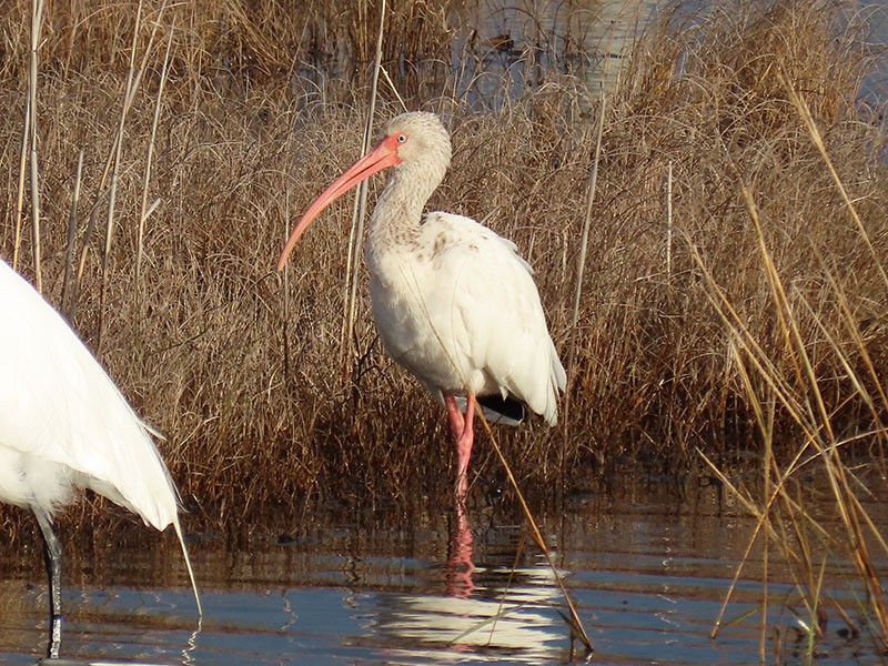 Schneesichler - ML646803859