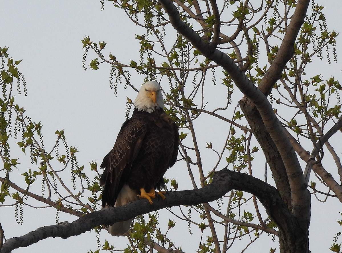 Weißkopf-Seeadler - ML646803860